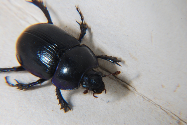 Geotrupidae: Trycoporis vernalis appenninicus